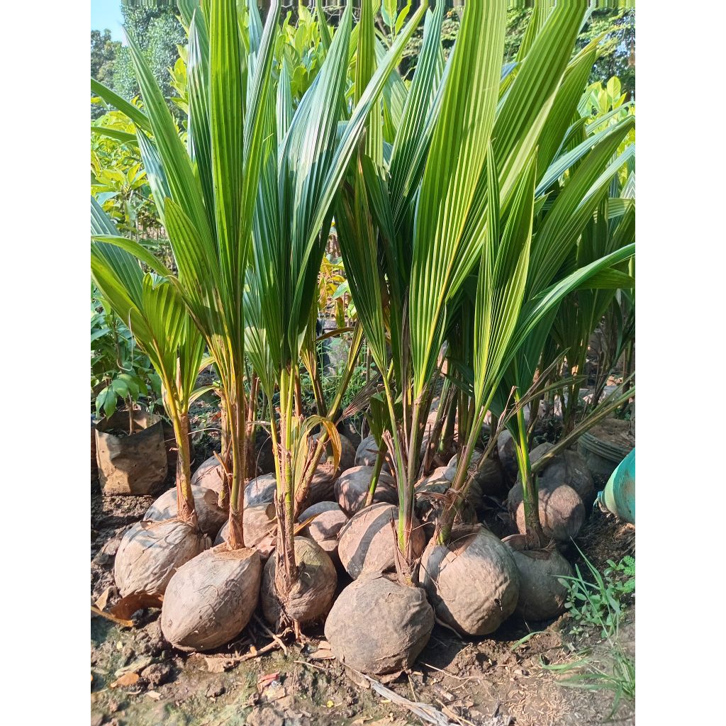 

bibit kelapa ijo kelapa wulung gejah cepat berbuah 60cm