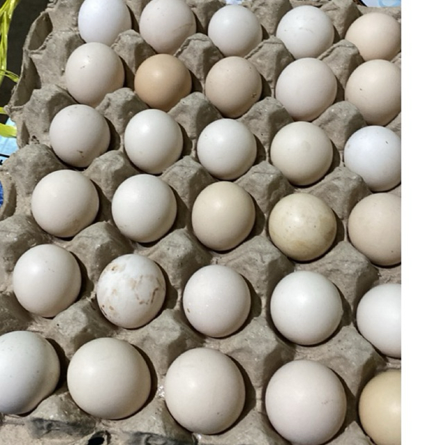 

Paket 25 + Bonus 1 Telur Fertil Ayam Elba (Untuk Ditetaskan)