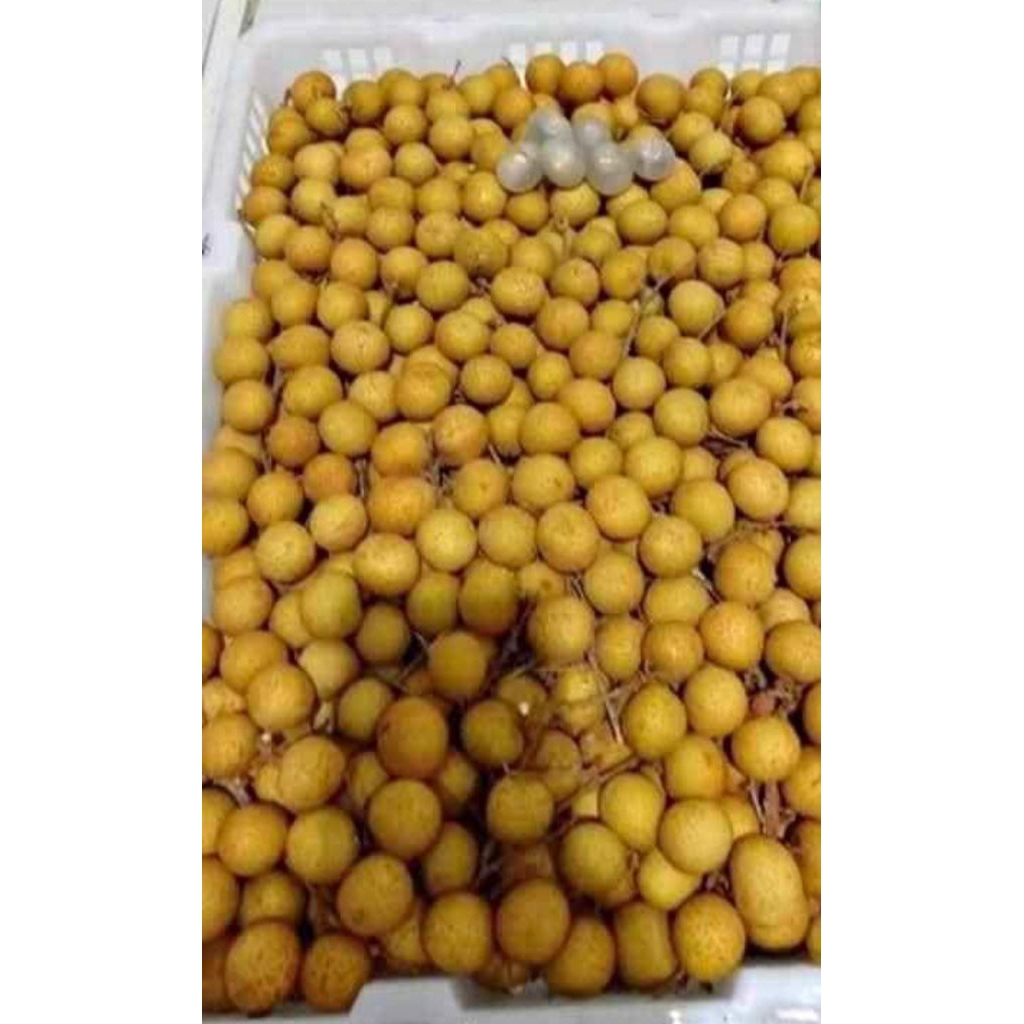 

Kelengkeng/kelengkeng manis/kelengkeng murah