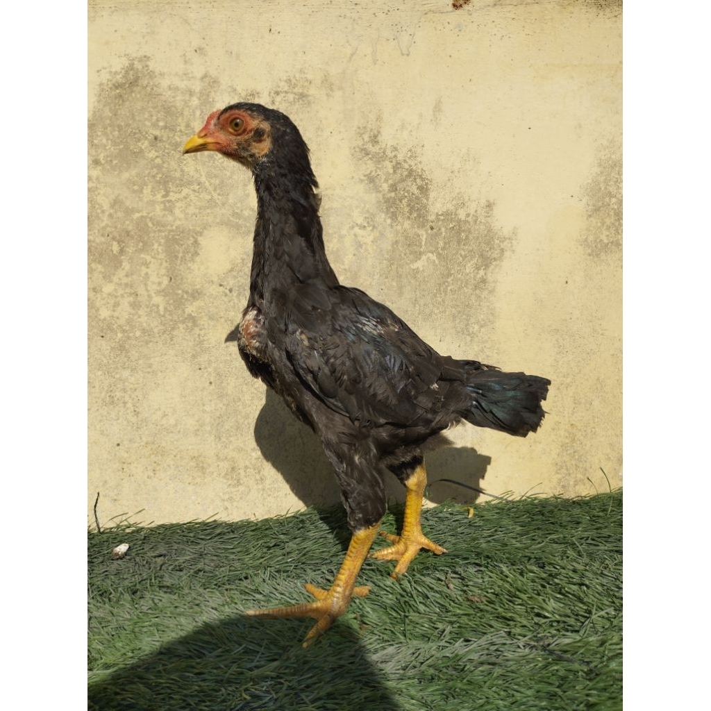 Telur Fertil Ayam Khoytrad Ori