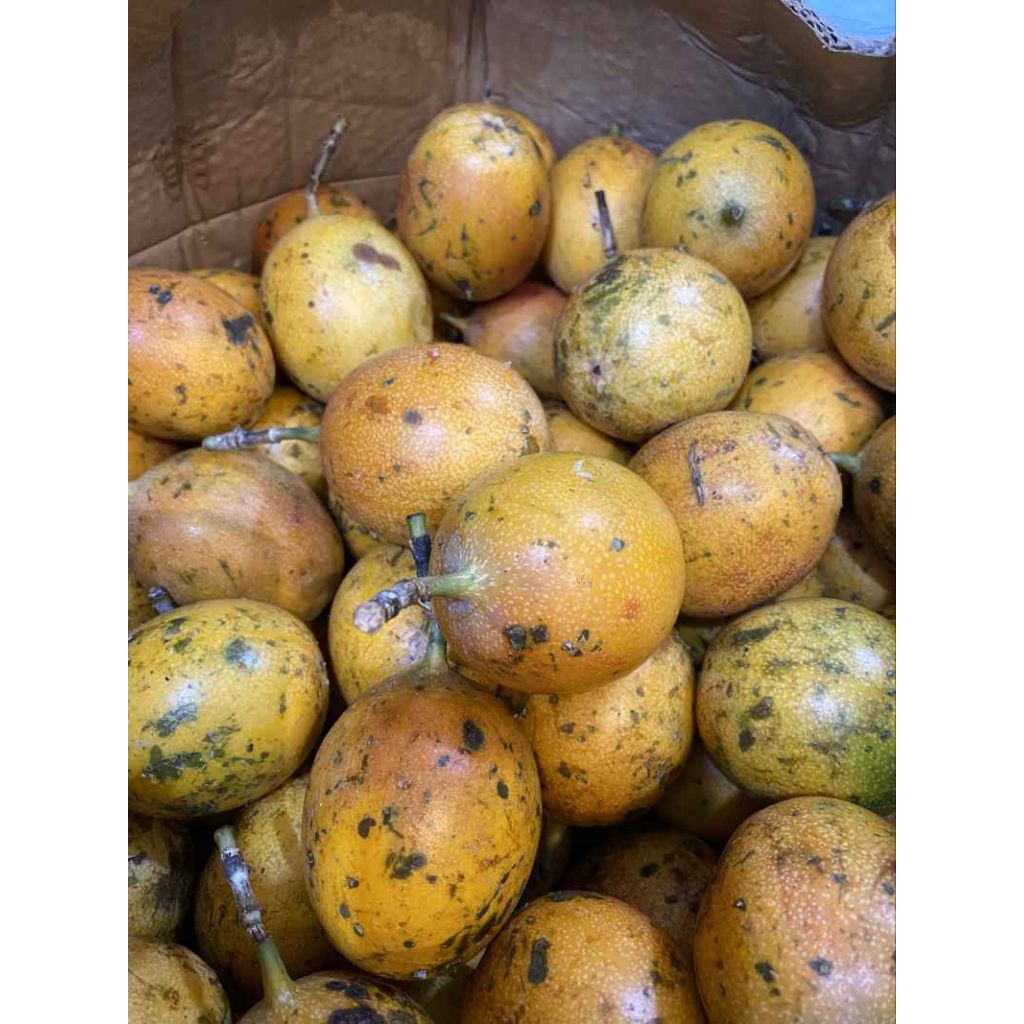 

MARKISA/KONYAL MANIS