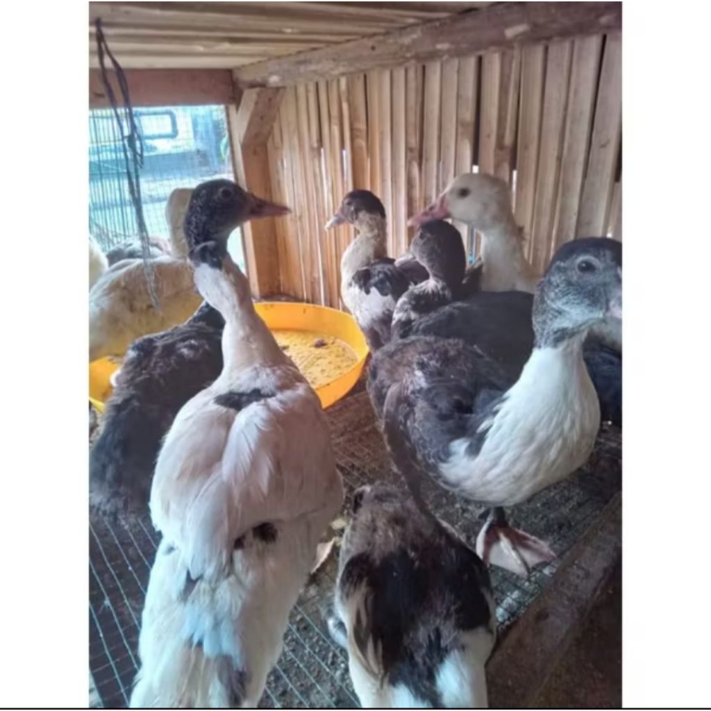 Entok Jumbo LP Blitar usia 2 bulan