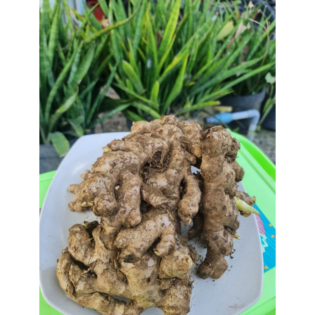 

jahe lokal jahe fresh kecil