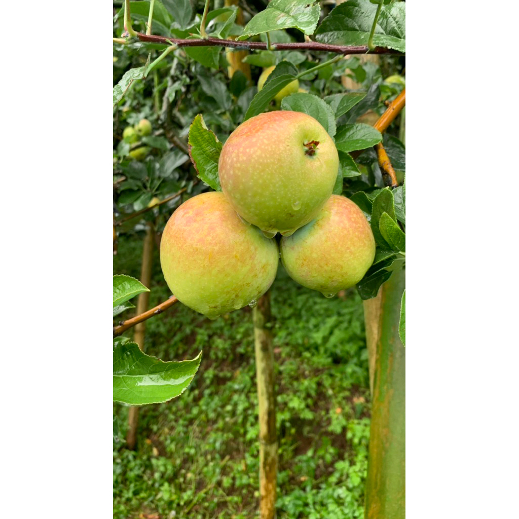 

Apel Madu Malang Manalagi