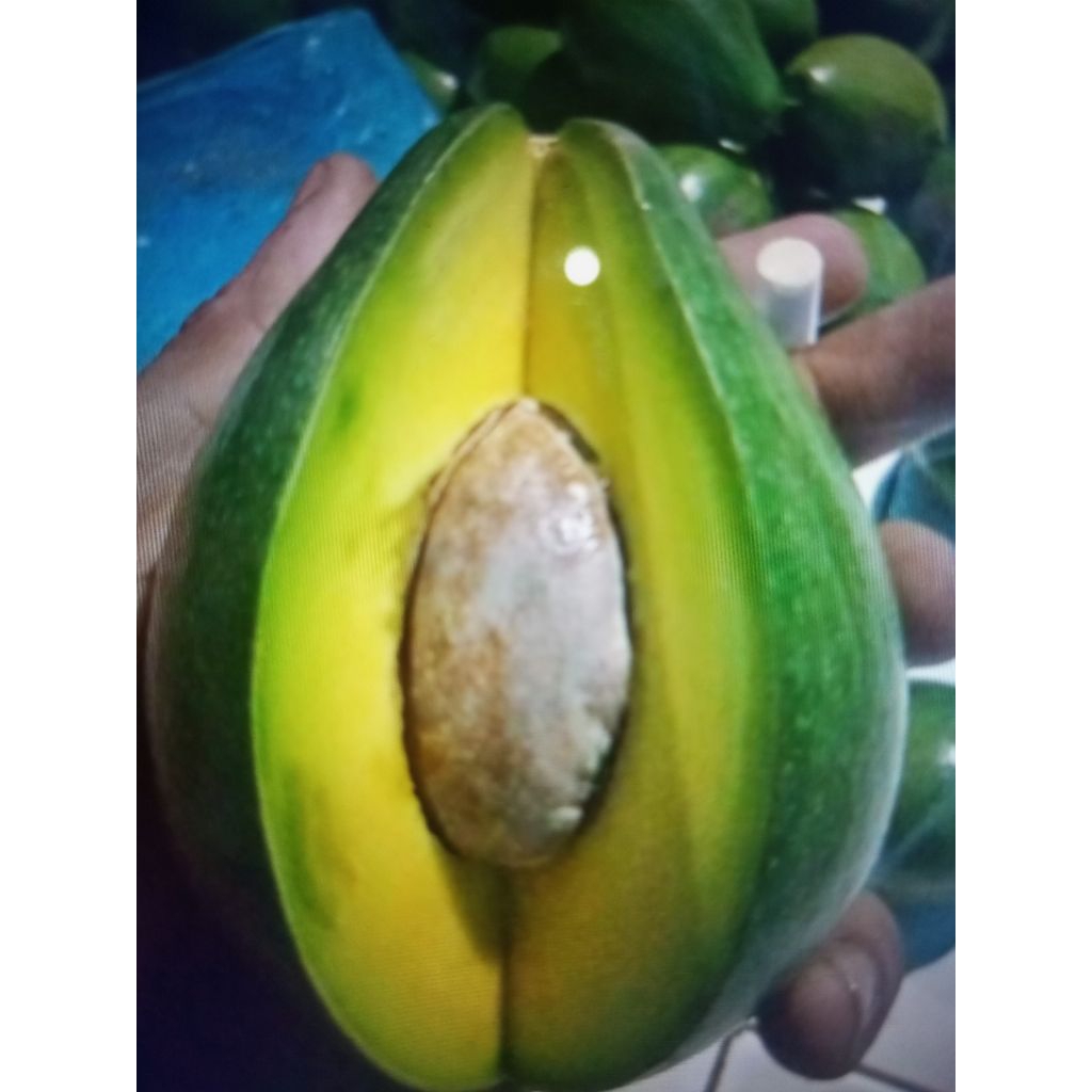 

alpukat mentega lokal Pati premium