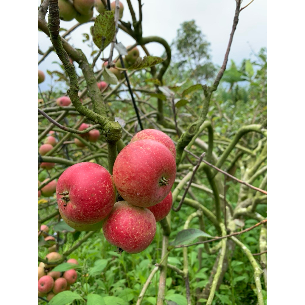 

Apel Rome Beauty Malang