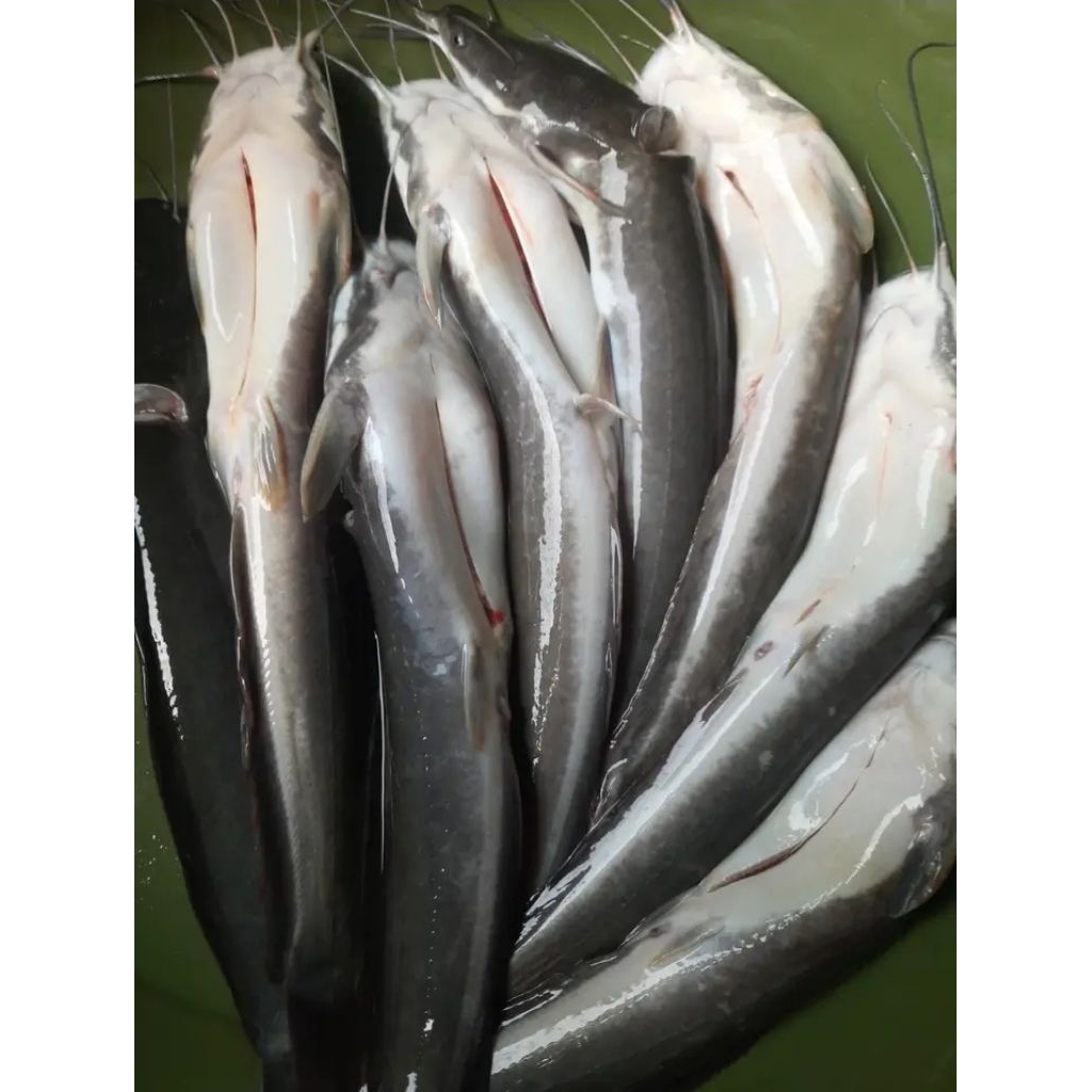 

LELE SEGAR 1 KG (SUDAH DIBERSIHKAN)