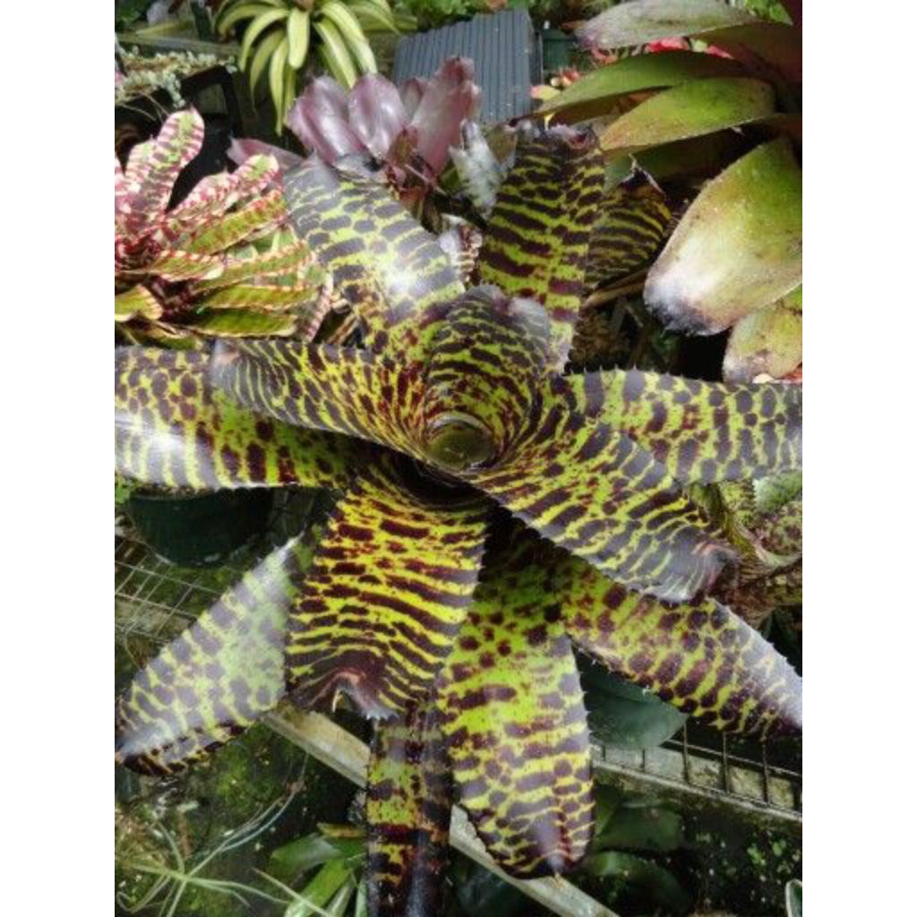 Bibit Tanaman Hias Bromelia Neoregelia Tiger