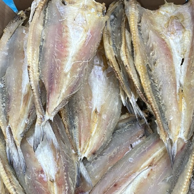 

IKAN GABUS PASIR / IKAN BUKOL