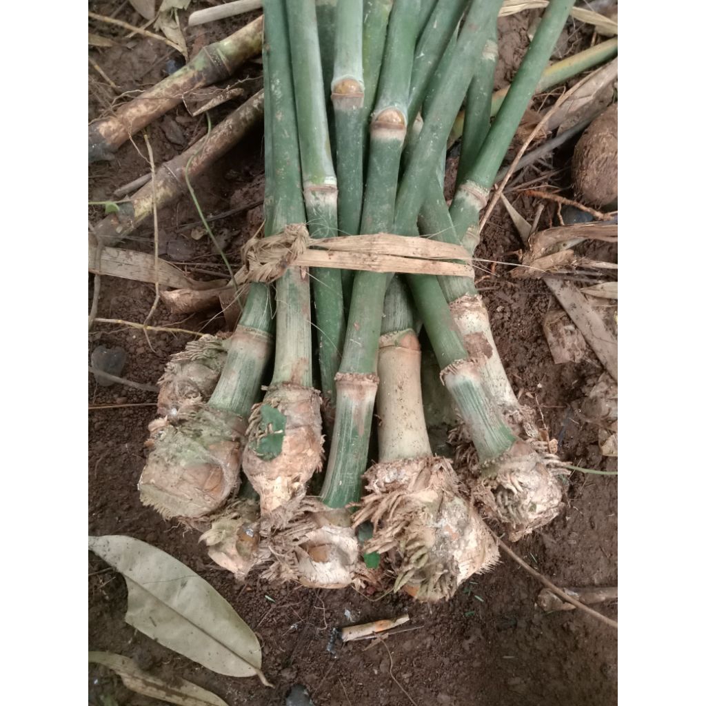 Bibit Bambu petung Serat merah Bibit Rebung Bambu petung