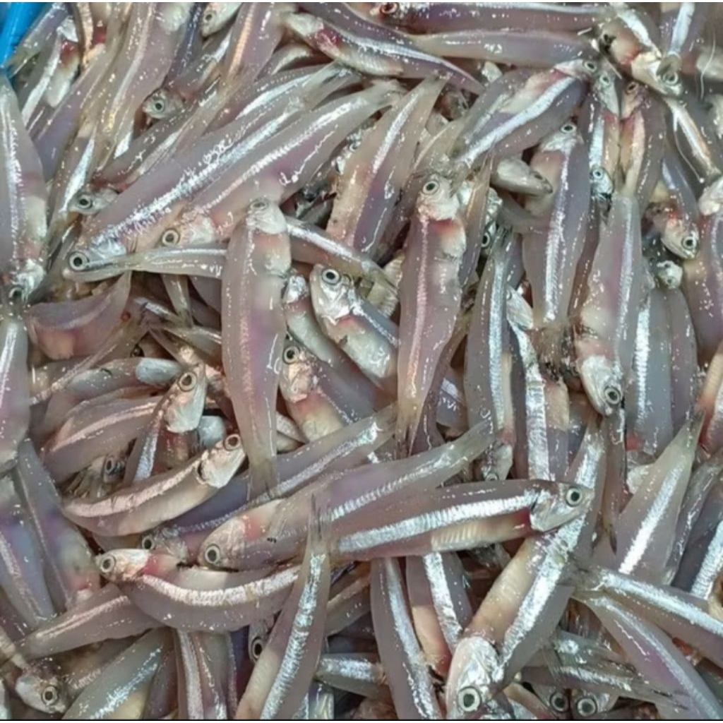 

ikan teri basah segar 500 gram balikpapan pagi siang ada