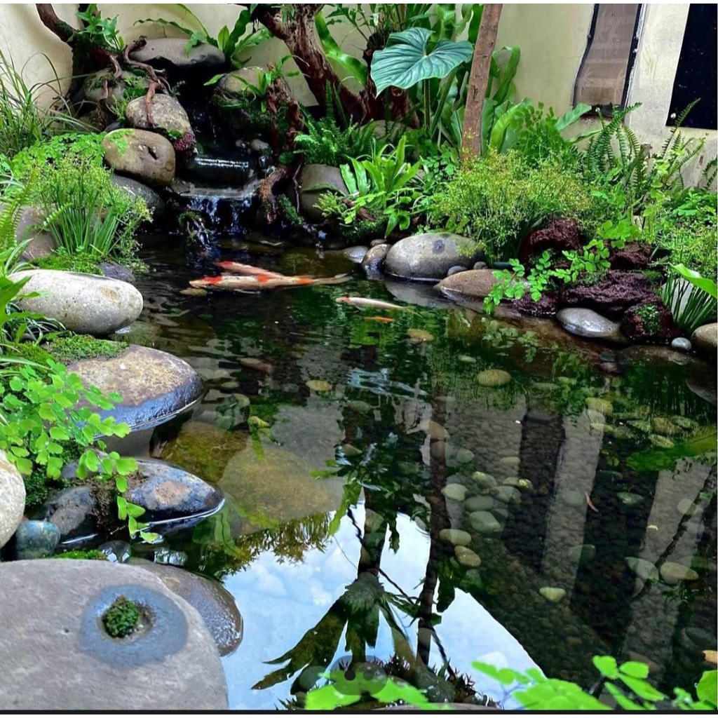 kolam natural koi