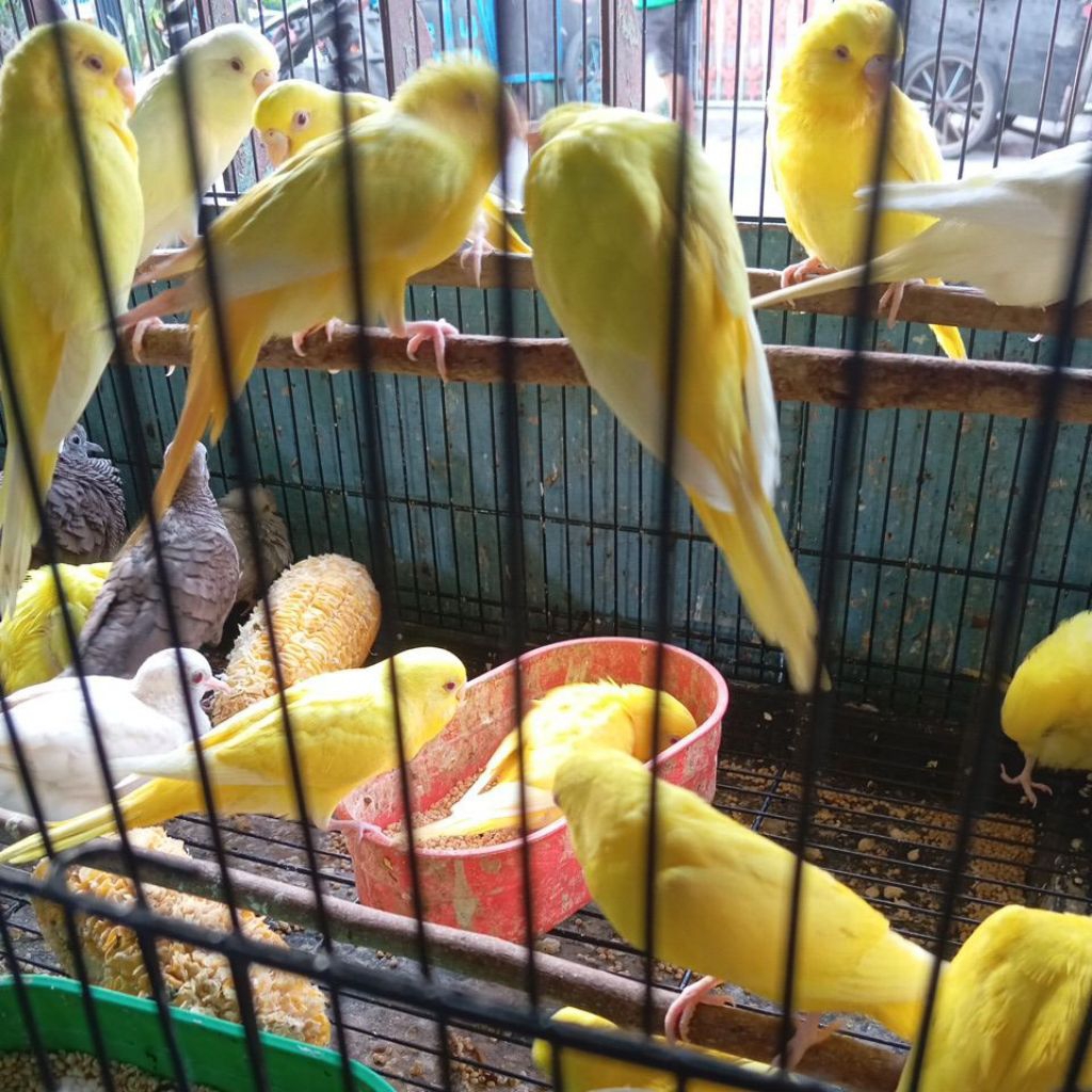 farkit lutino mata merah/parkit