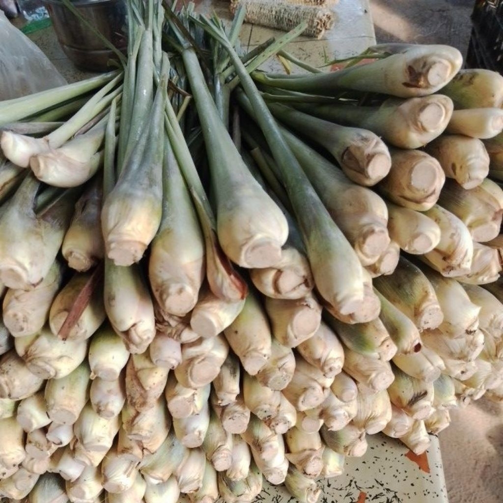 

Sereh Bangkok Pilihan Fresh 1KG