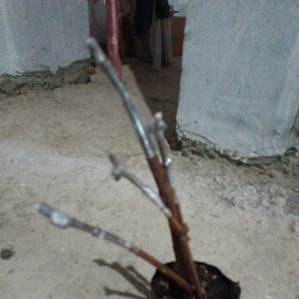 

grafting anggur impor dari indukan yang sudah berbuah