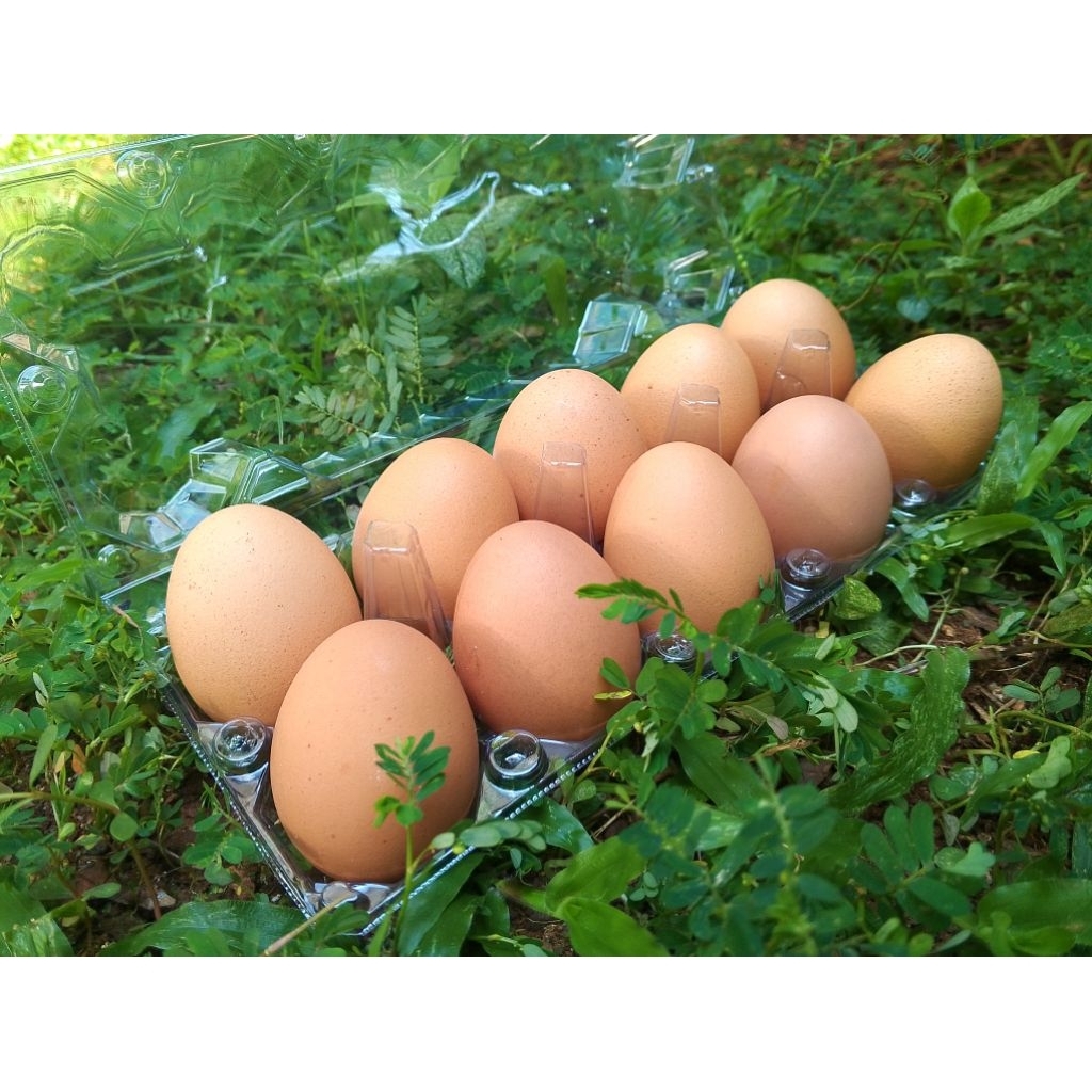 

Telur Ayam Negeri Kualitas Super