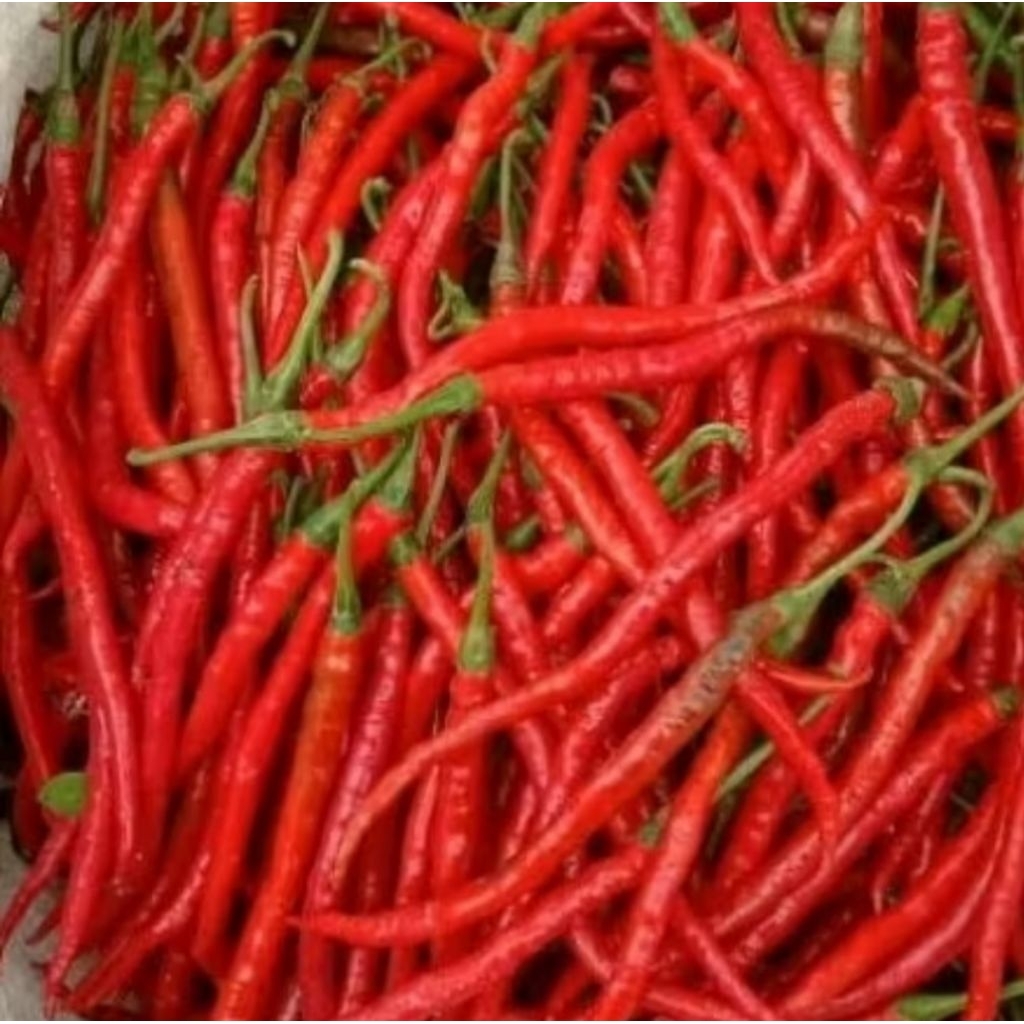 

Cabe kriting merah /CMK