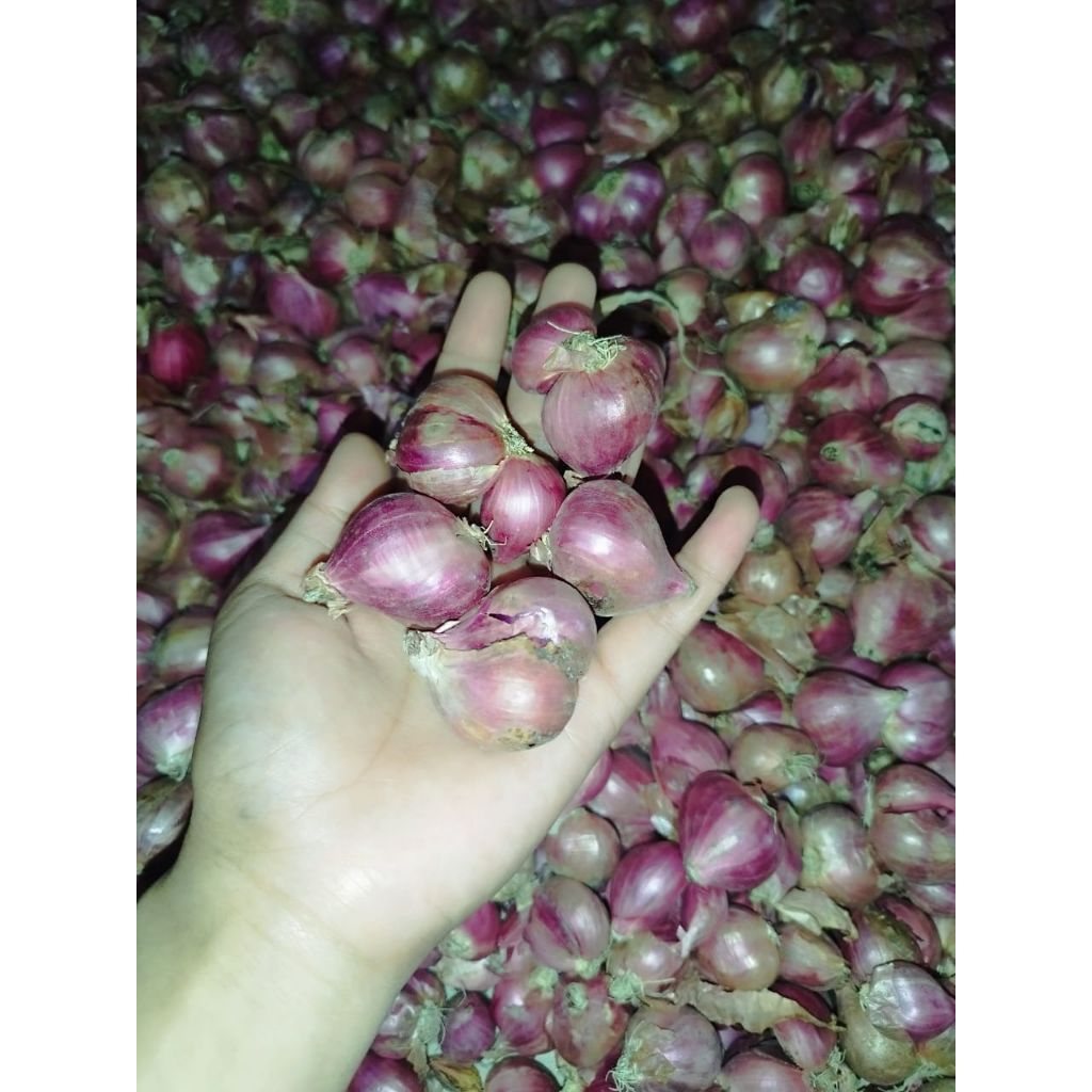 

bawang merah kering 250 gr