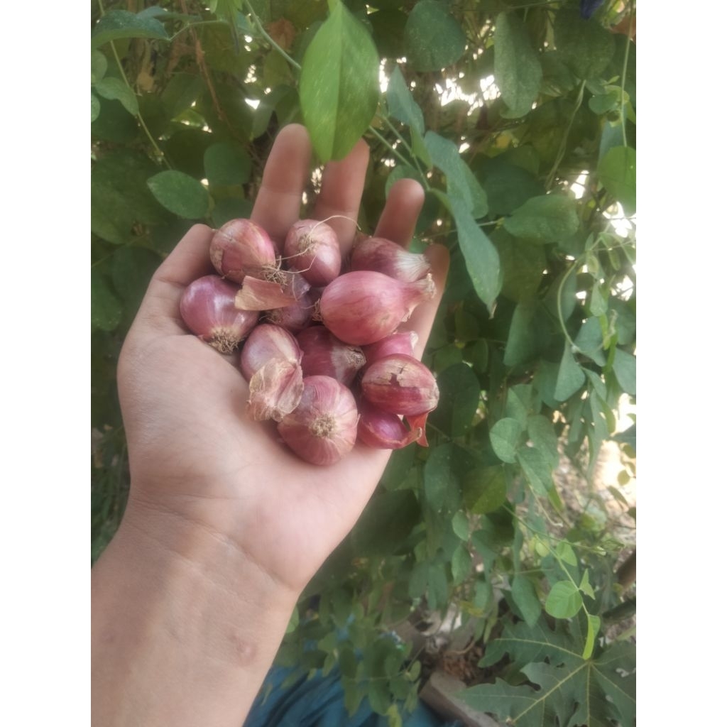 

Bawang Merah Tanggung