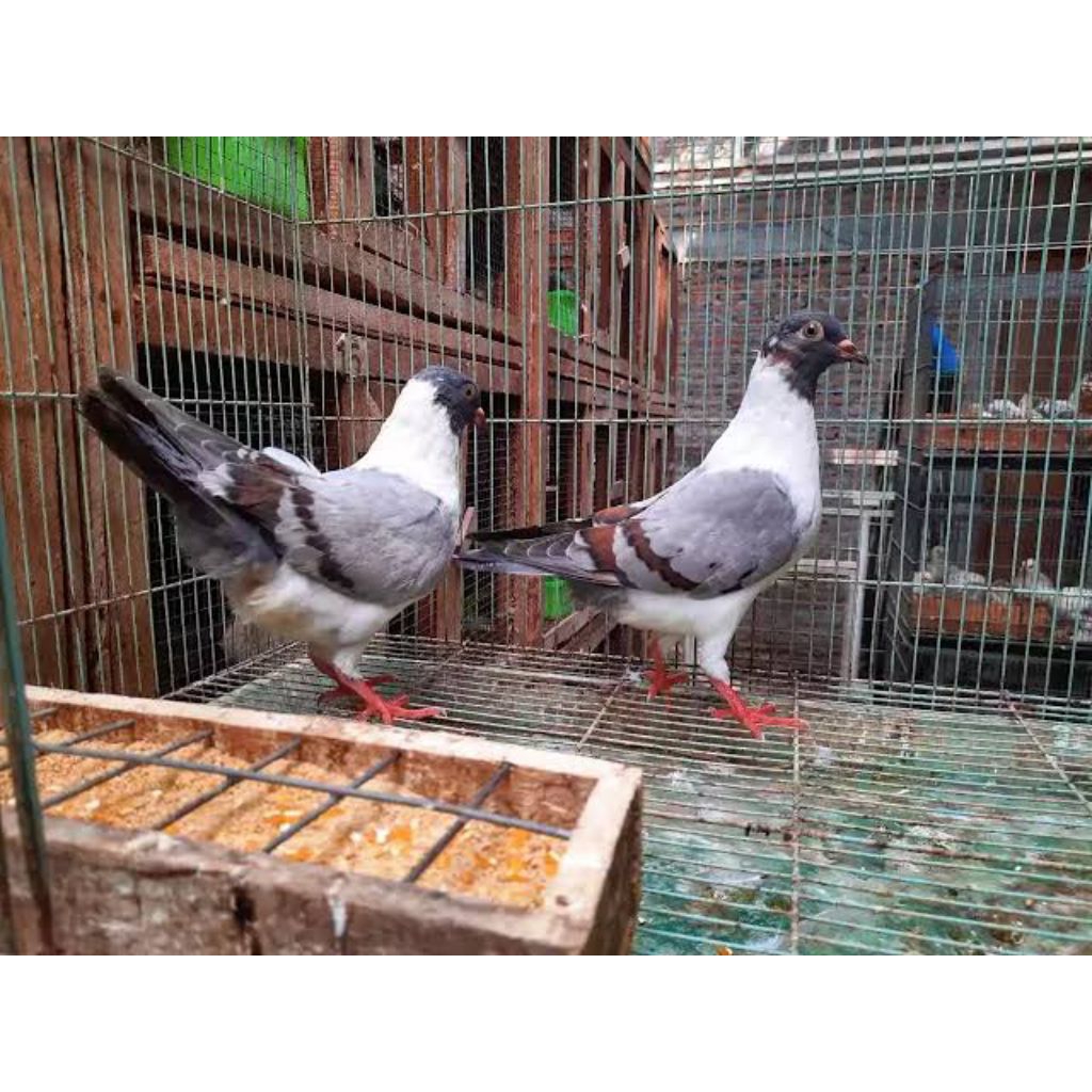 

Telur burung merpati Modena untuk ditetaskan