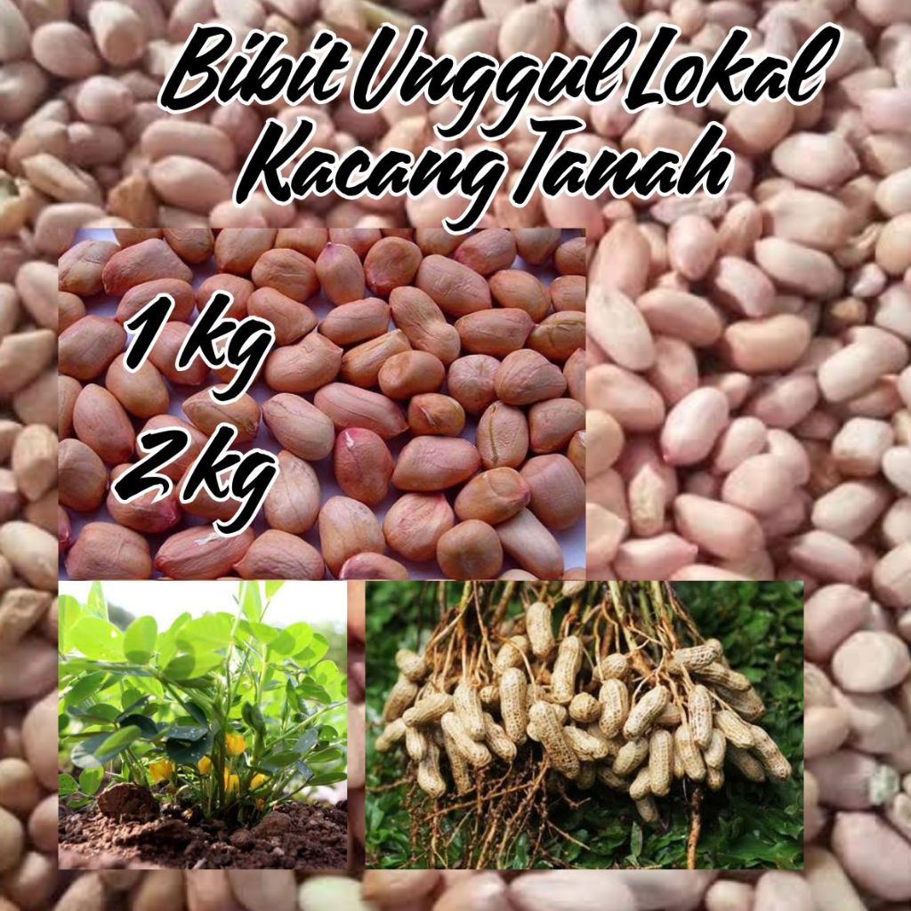 

Bibit unggul kacang tanah hibrida jumbo 1 kg & 500 gr/benih super unggul kupas termurah & terlais.
