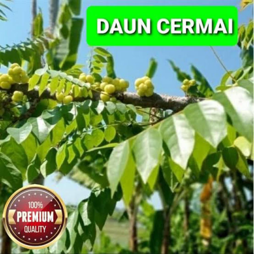 

daun cermai segar fresh 100 gram siap kirim