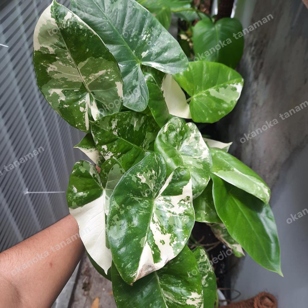 Sente Varigata Baby Alocasia Macrorrhiza Tanaman Hias