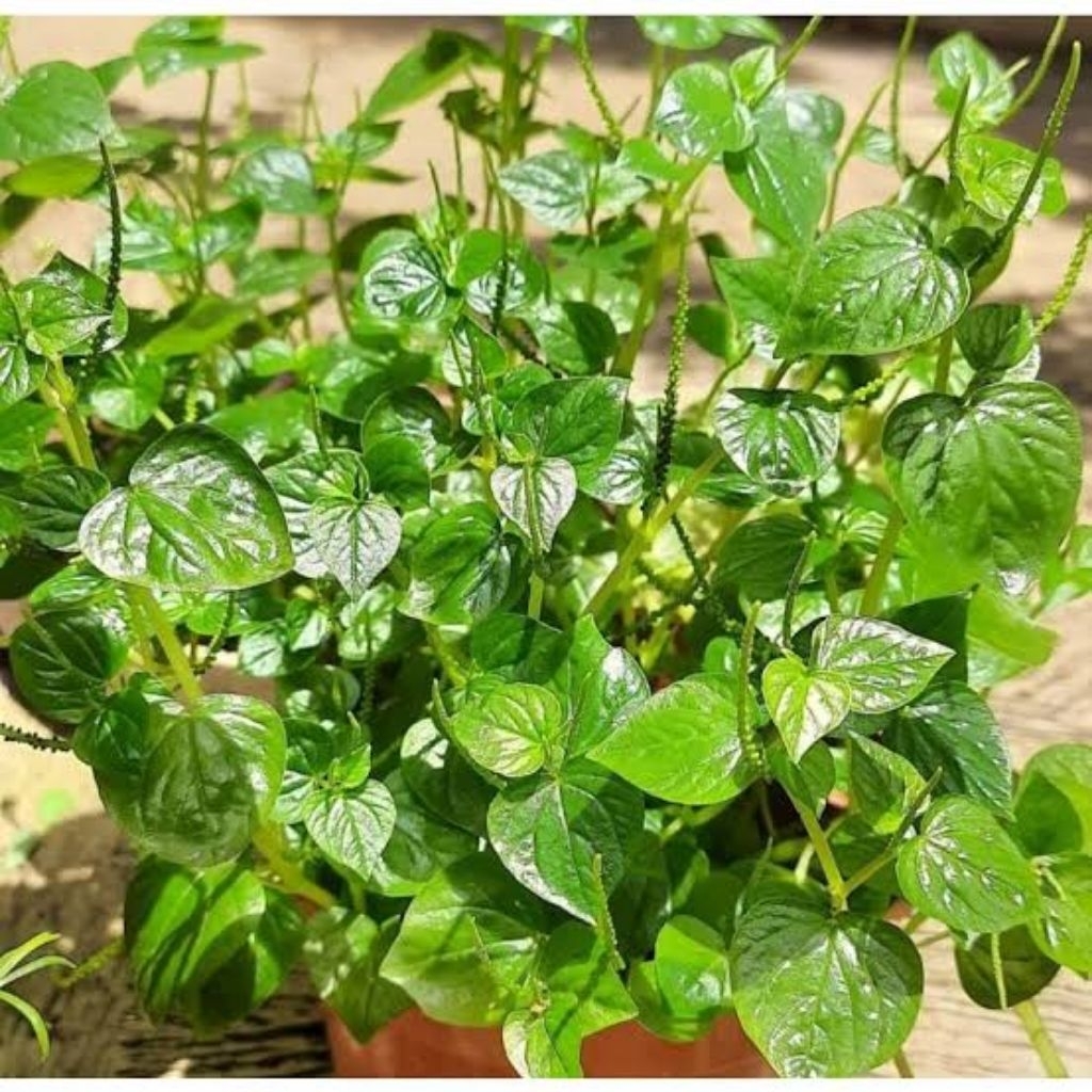 

daun telumpang /cacar kempes fresh segar obat tradisional 500 gram