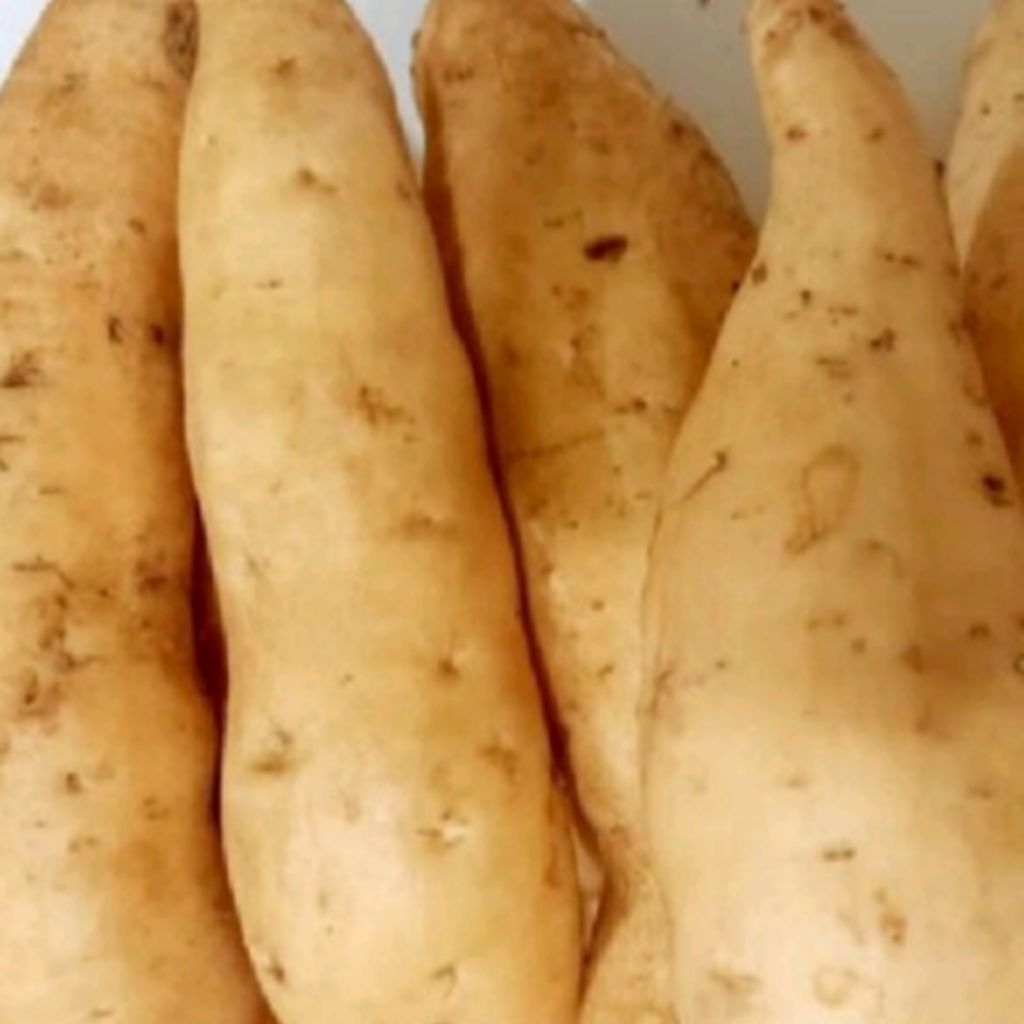 

1 KG Ubi Madu Asli Cilembu Mentah Super Besar Besar