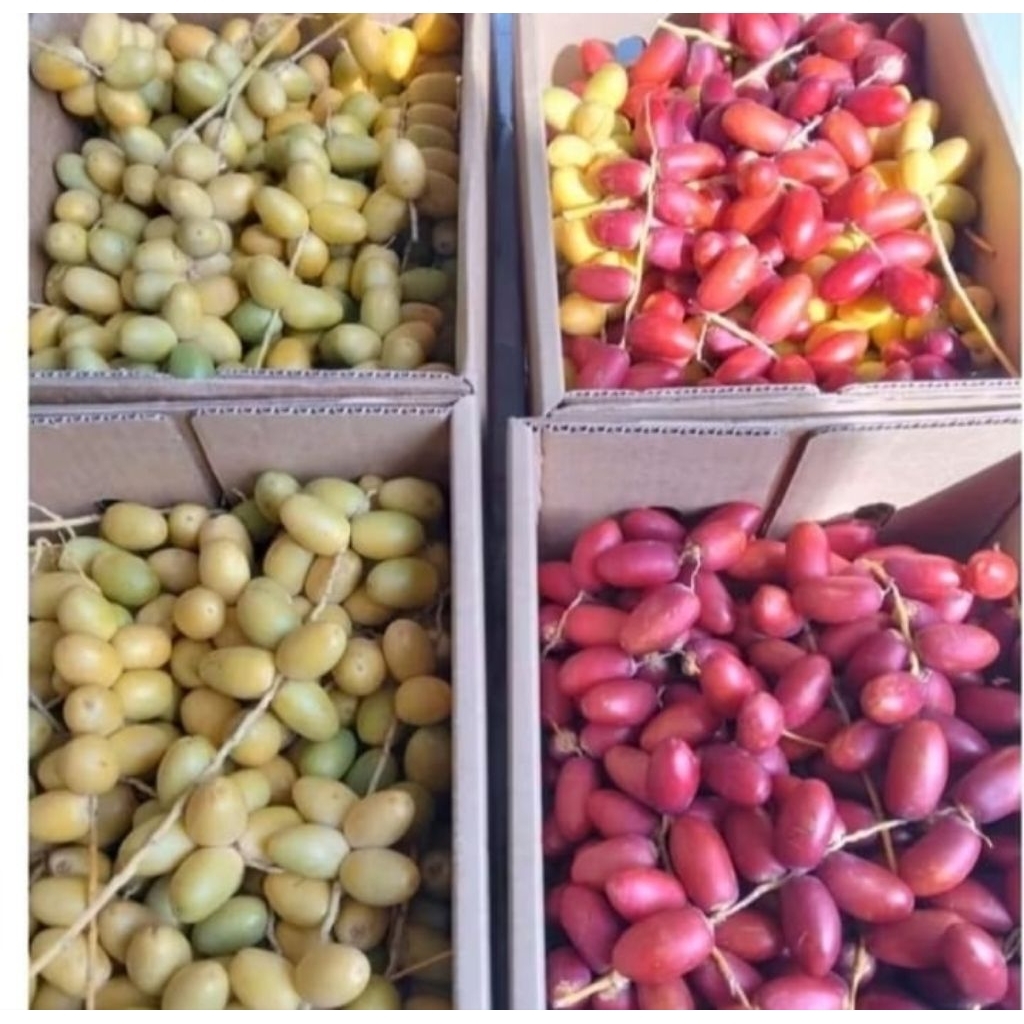 

PO 6 September KURMA MUDA 250gram BARHEE KUNING PROMOL free zuriat belah