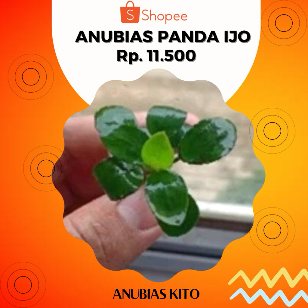 Anubias Panda Hijau