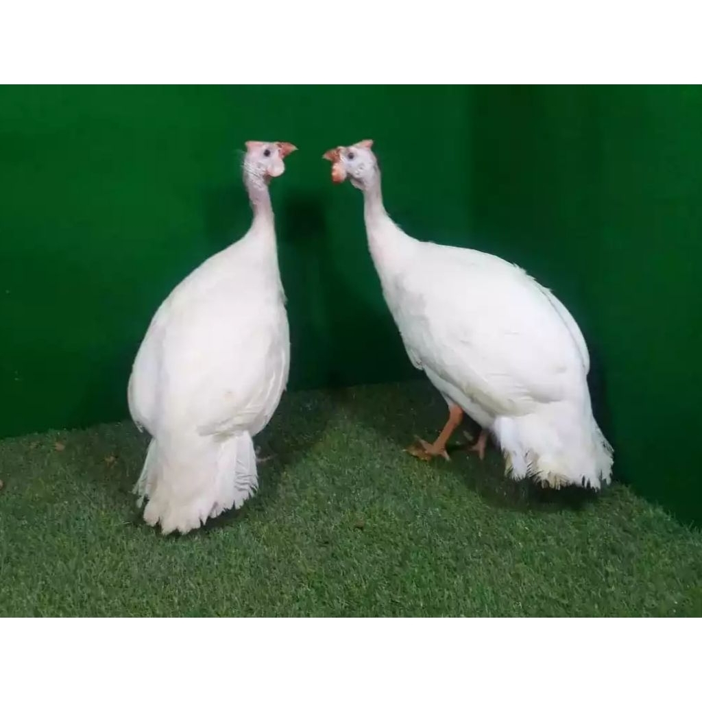 

Paket hemat 3 Telur Tetas Ayam Mutiara Albino Fertil siap untuk ditetaskan