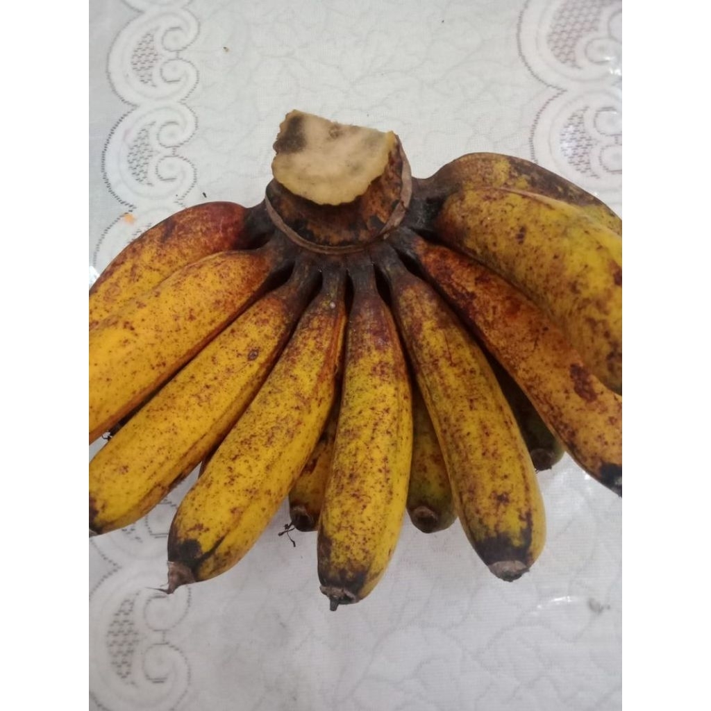 

1 sisir pisang raja bulu buah lokal