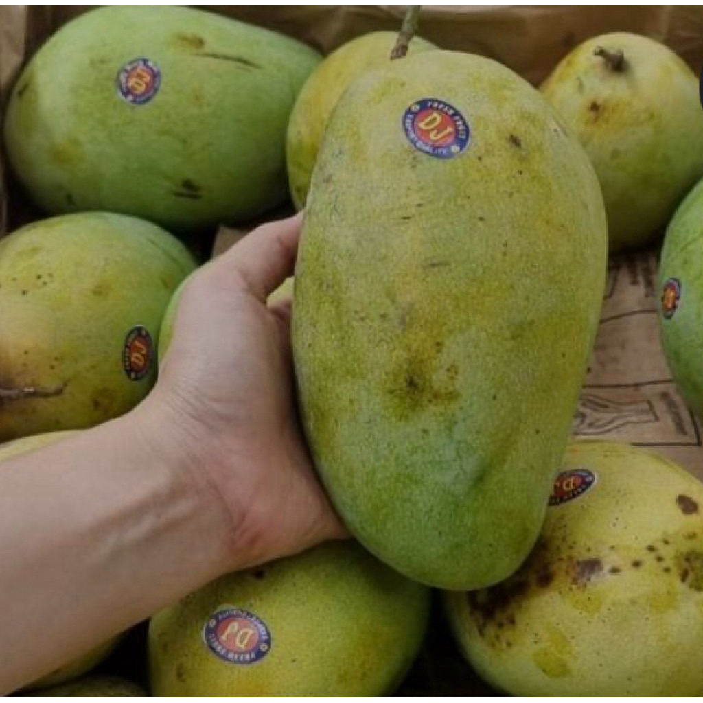 

Mangga Gajah Indramayu