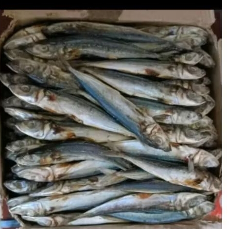

(250gram) ikan asin pedo