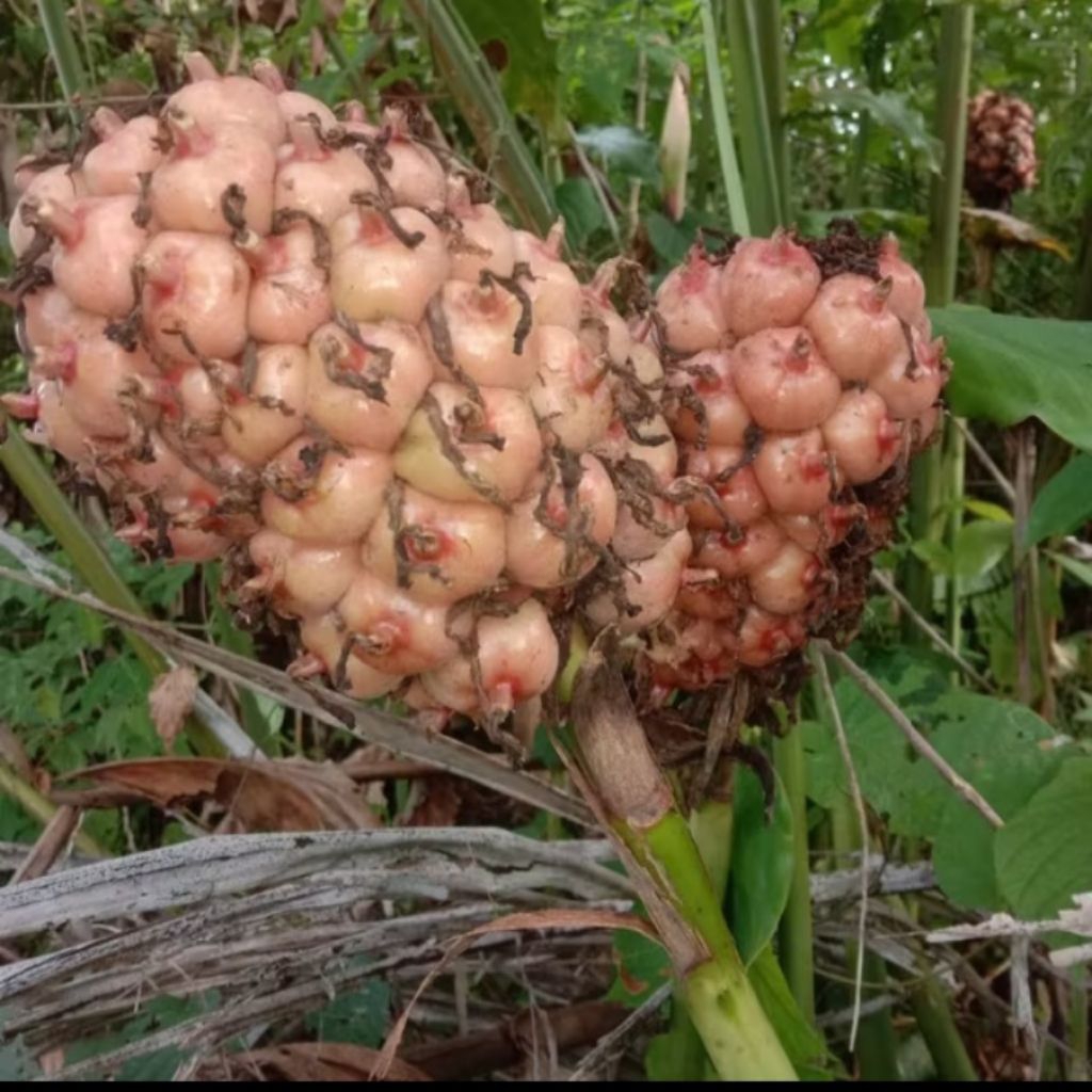 

buah honje segar /1kg