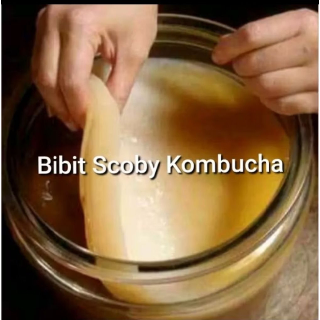 

Paket Toples kaca Komplit kombucha scoby + starter aktif 14cm