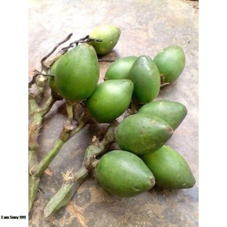 

Buah Pinang Muda Fresh Segar 1kg/Jambe Muda Stamina Herbal