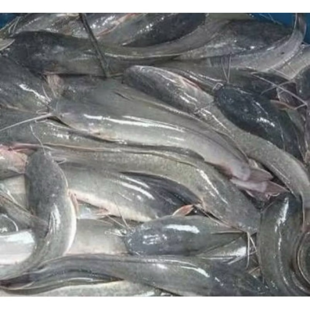 

[palembang] ikan lele 1kg