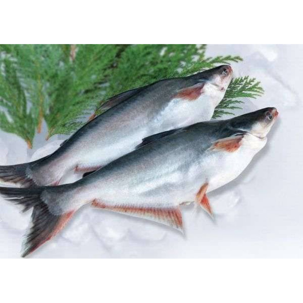 

[palembang] ikan patin 1kg