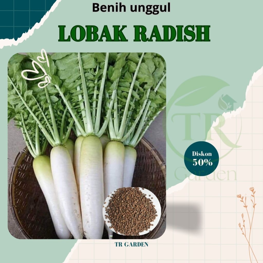 biji benih lobak putih lobak radish 500 gram | berkualitas