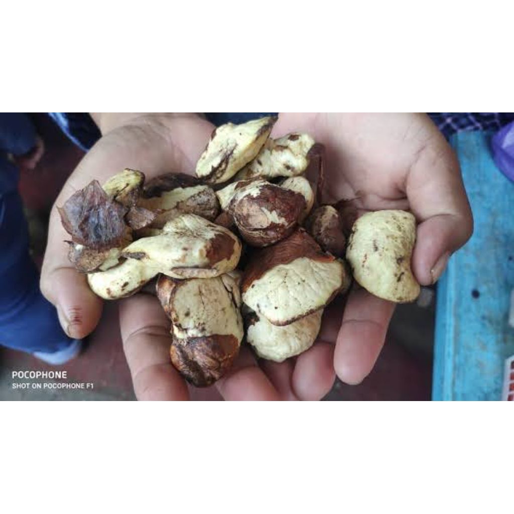 

Gayam kupas promo 1kg termurah