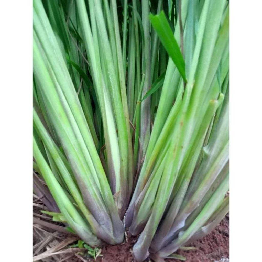 

5 bibit sereh bumbu masak kawalitas trbaik