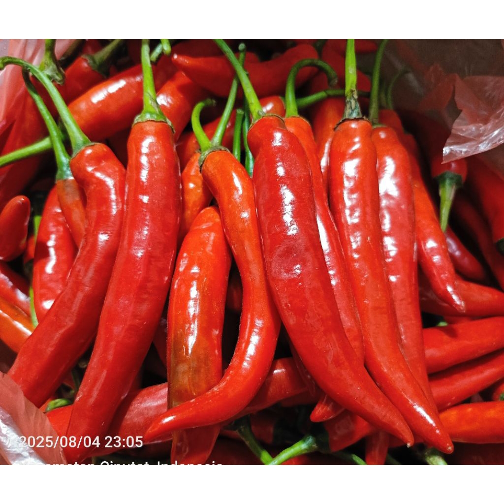 

cili merah besar atau cabe merah besar