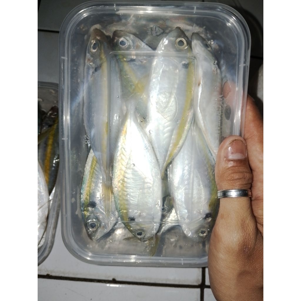

Ikan Selar Segar Kuning Ikan Segar Fresh Frozen Kemasan 500 Gram