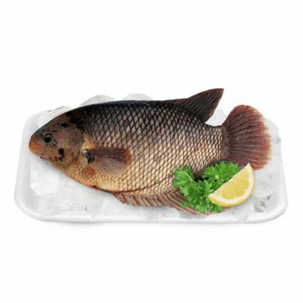 

[ palembang ] ikan gurame segar 500-600 gram - 36 fresh palembang