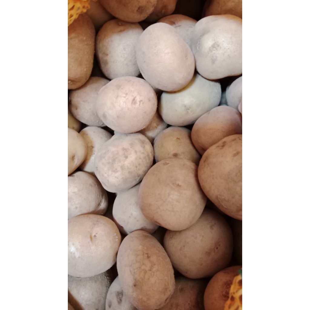 

Kentang Granola DN/Pl sedang/medium Segar