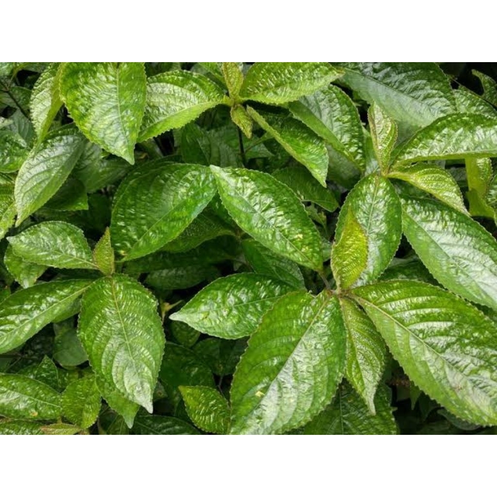 

daun pecah beling fresh akan kaya manfaat herbal alami tradisional 1 lembar