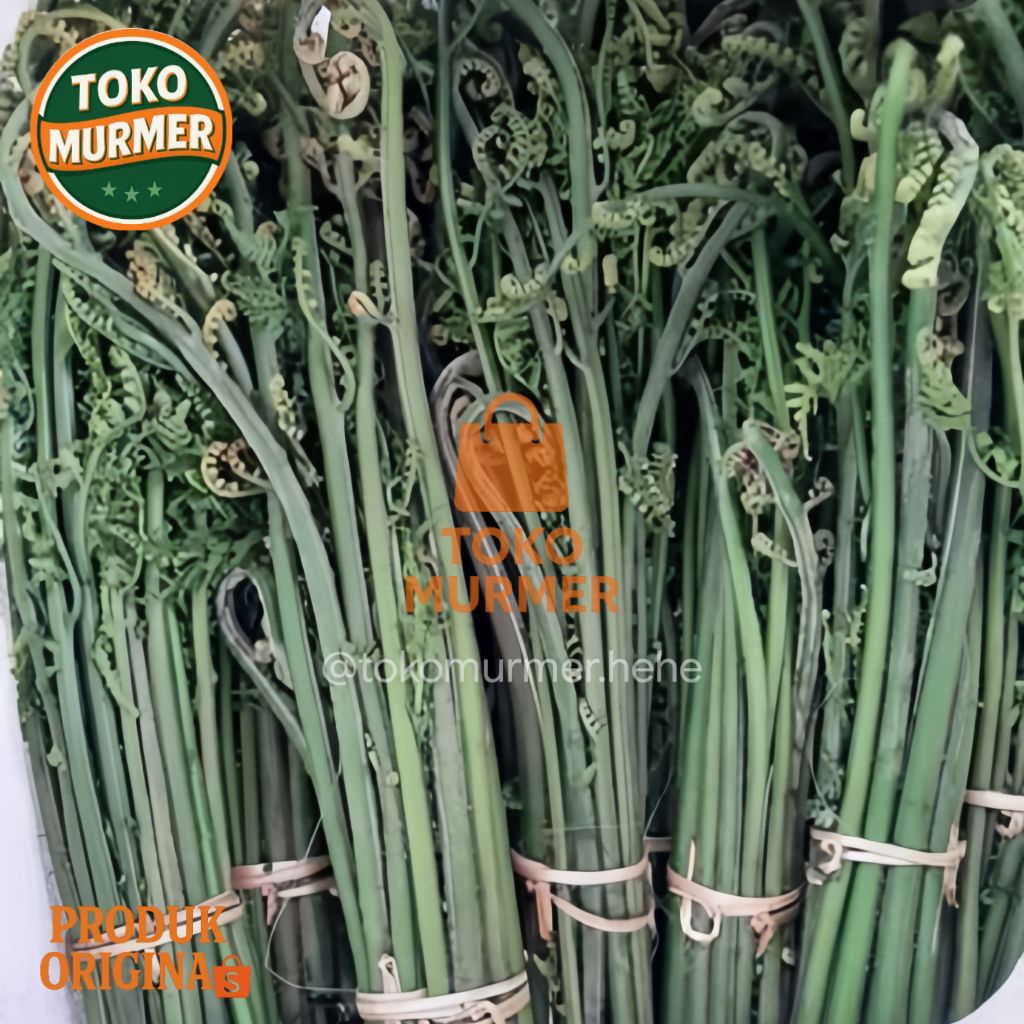 

Pakis sayur segar 1 kg kualitas bagus langsung petik_Toko murmer