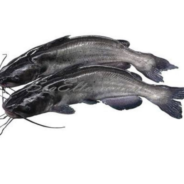 

ikan baung laut segar -36 fresh palembang